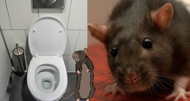 Djur, Toalett, Råtta